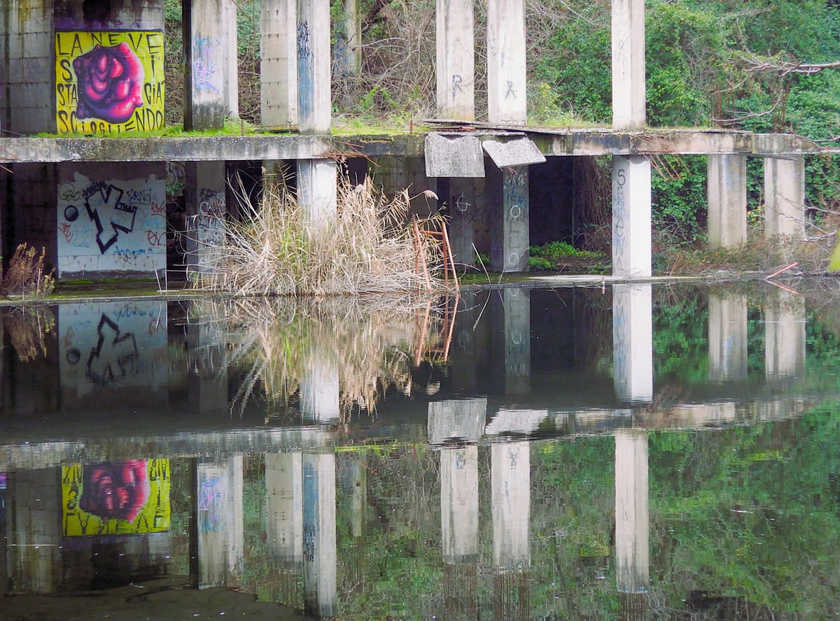 🌱 #3 Il lago Bullicante, una zona umida resistente