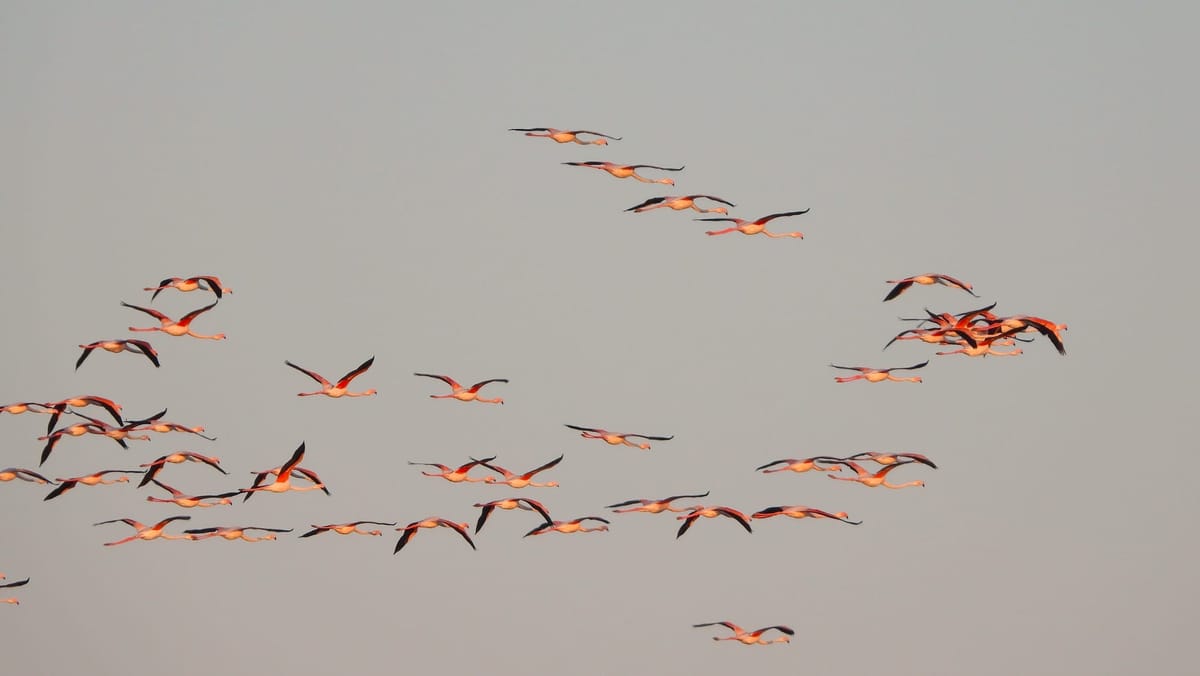 🌱 #6 Fenicotteri e biodiversità
