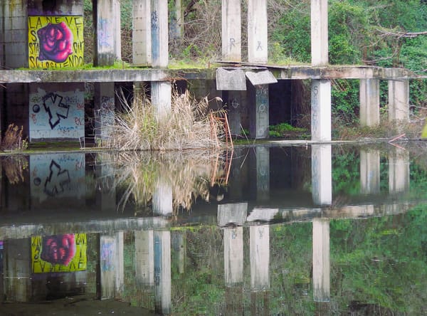 🌱 #3 Il lago Bullicante, una zona umida resistente
