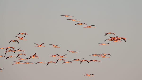 🌱 #6 Fenicotteri e biodiversità